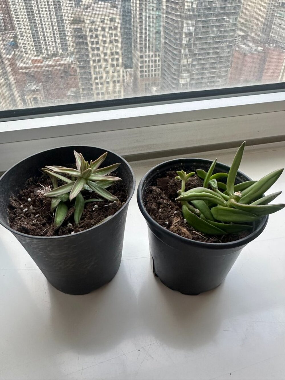 2 Succulents Plants - Sedum adolphii "Firestorm" in Mini Planters